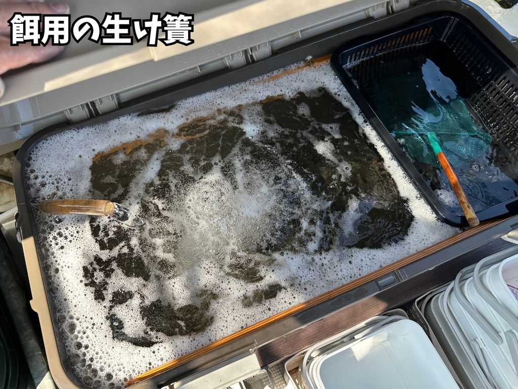 餌用の生け簀の様子